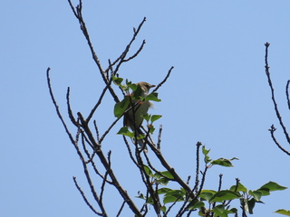 Acrocephalus orientalis