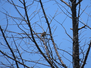 Horornis diphone