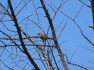Horornis diphone
