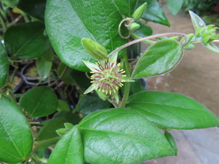 Passiflora cobanensis