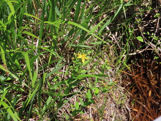 Hypericum erectum