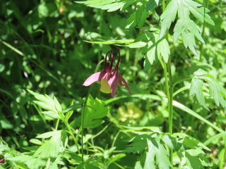 Aquilegia buergeriana