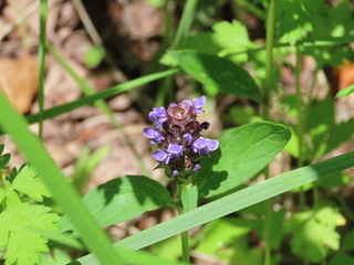 Prunella vulgaris subsp. asiatica