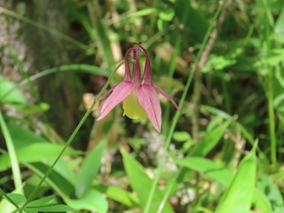 Aquilegia buergeriana