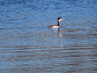 Podiceps nigricollis