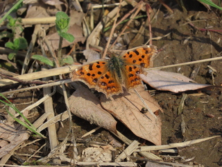 Polygonia c-aureum