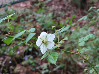 Rubus hirsutus