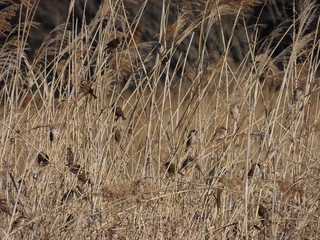 Passer montanus