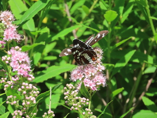 Neptis rivularis