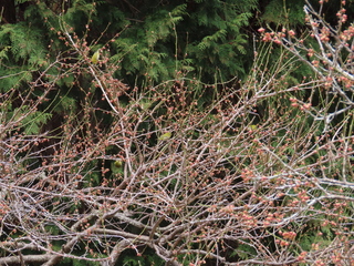 Zosterops japonicus