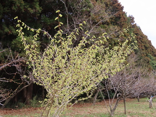 Corylopsis spicata