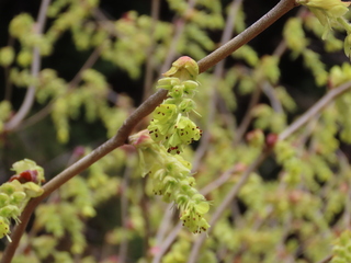 Corylopsis spicata