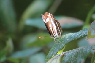 Nepitis sappho