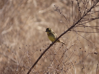 Emberiza spodocephala
