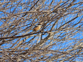 Lanius bucephalus