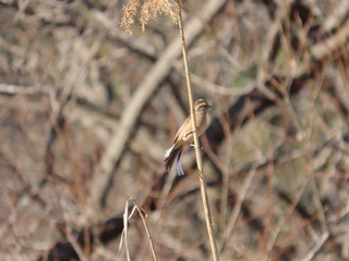 Emberiza cioides