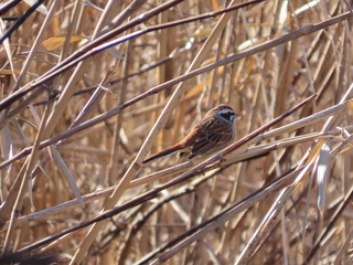 Emberiza cioides