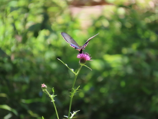 Papilio dehaanii