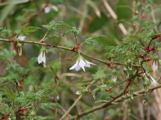 Rubus palmatus var. coptophyllus