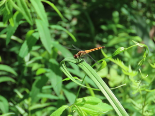 Sympetrum frequens