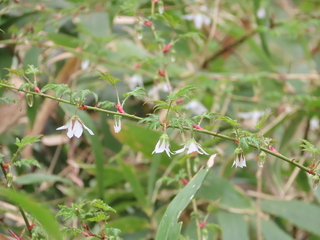 Rubus palmatus var. coptophyllus