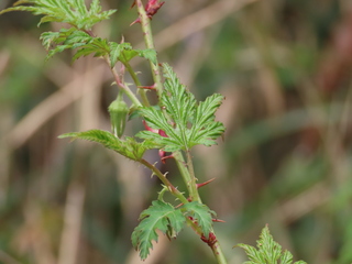 Rubus palmatus var. coptophyllus