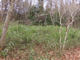 Rubus palmatus var. coptophyllus