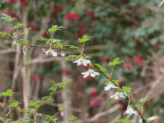 Rubus palmatus var. coptophyllus