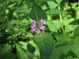 Clinopodium coreanum subsp. stoloniferum