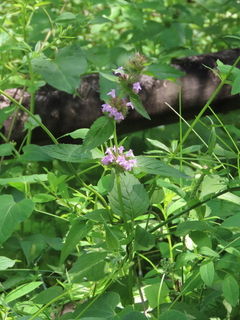 Clinopodium coreanum subsp. stoloniferum
