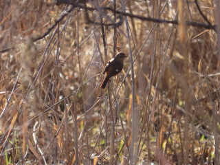 Phoenicurus auroreus