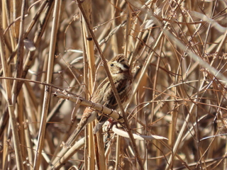 Emberiza rustica