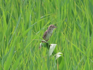 Acrocephalus orientalis