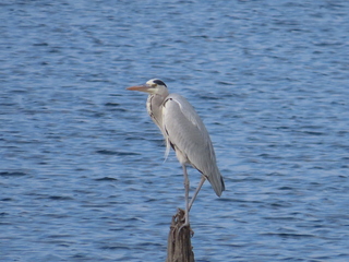 Ardea cinerea
