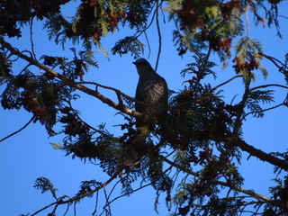 Hypsipetes amaurotis