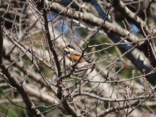 Sittiparus varius