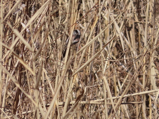 Aegithalos caudatus