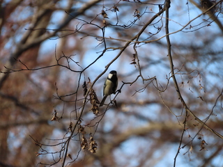 Parus minor