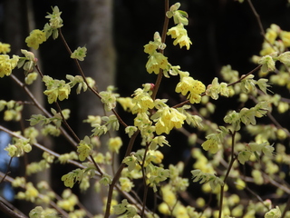 Corylopsis pauciflora
