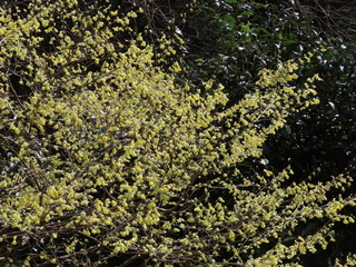 Corylopsis pauciflora