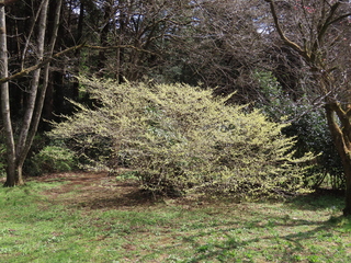 Corylopsis pauciflora