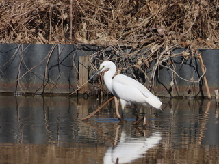 Egretta garzetta