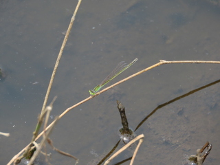 Ischnura asiatica