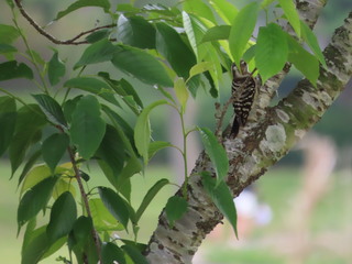 Yungipicus kizuki