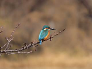 Alcedo atthis