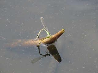 IMG_6323.JPG
