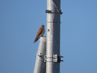 Falco tinnunculus