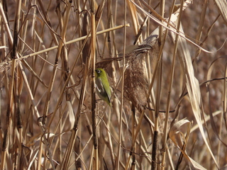 Zosterops japonicus