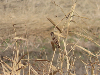  Emberiza rustica
