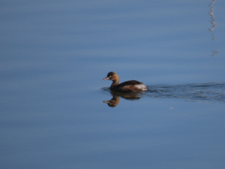 Tachybaptus ruficollis